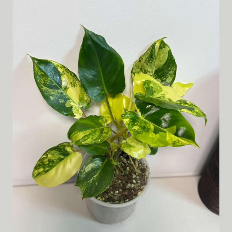 Variegated Burle Marx Philodendron Plant - Indoor & Outdoor Live Tropical House plant - SAME Potted Plant as Image - US Seller