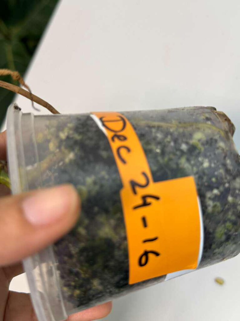 Monstera Aurea Variegated Borsigiana in a Nursery Pot