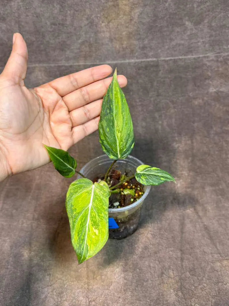 Tricolor Plants