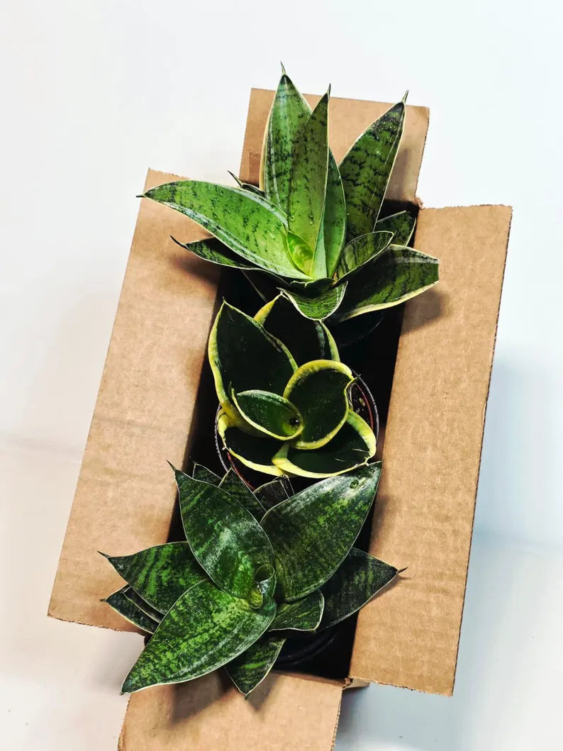 Set of 3 Sansevieria Assorted in 4" Pots - Easy Care Indoor Plants - Sansevieria Houseplants - Snake Plant Set - Beginner Friendly Plants