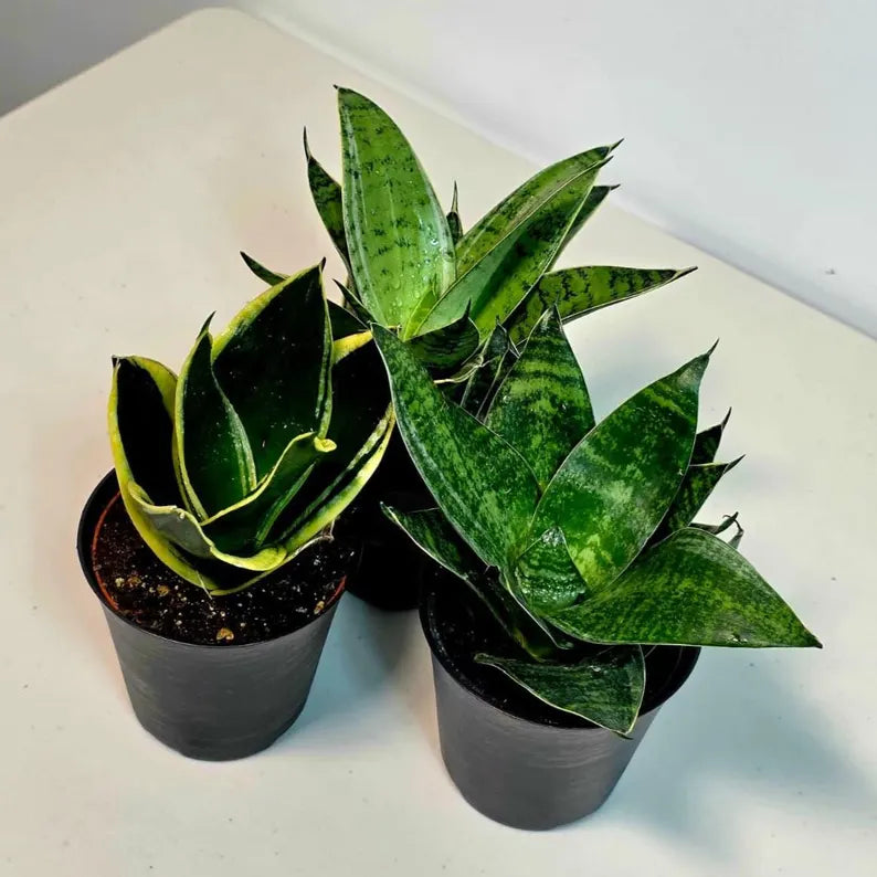 Set of 3 Sansevieria Assorted in 4" Pots - Easy Care Indoor Plants - Sansevieria Houseplants - Snake Plant Set - Beginner Friendly Plants