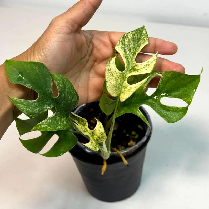 Super Rare Variegated Rhaphidophora Tetrasperma White Monster - Huge Monster - Rare Aroid Live Plant in Nursery Pot - US Seller