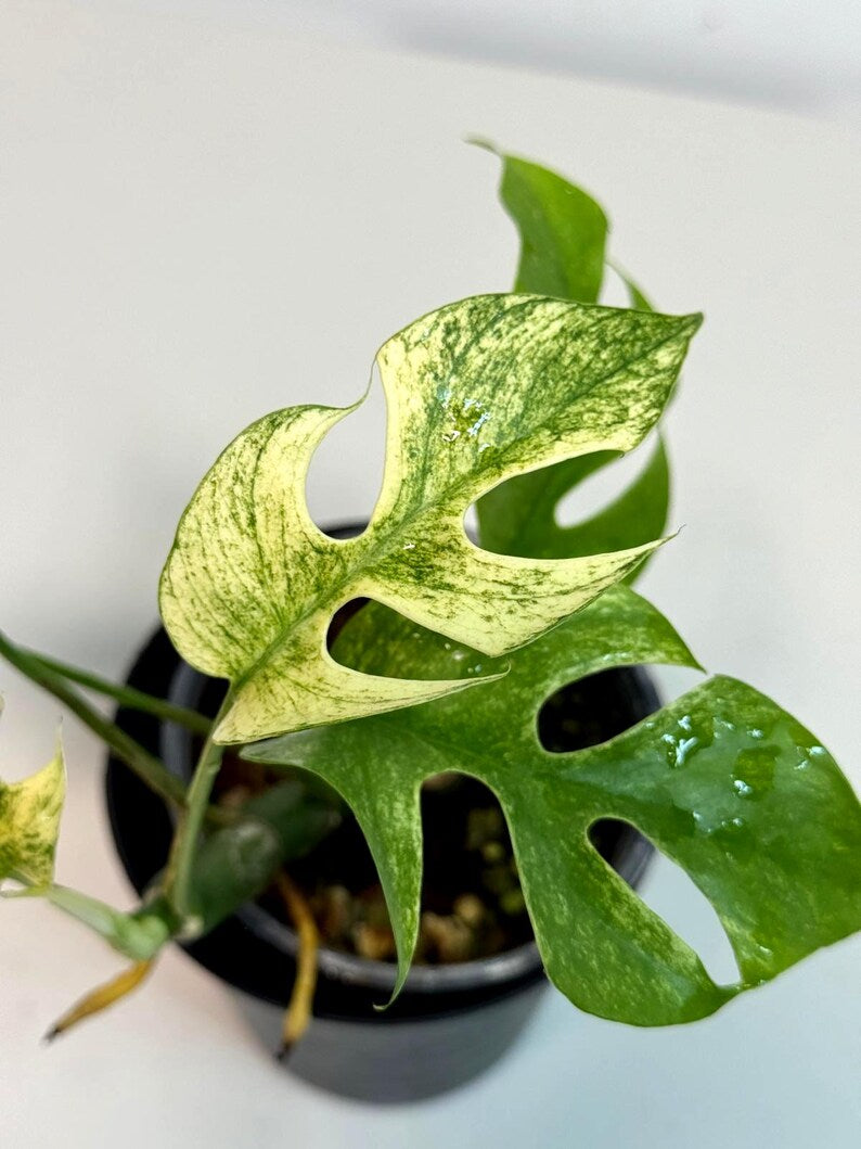 Super Rare Variegated Rhaphidophora Tetrasperma White Monster - Huge Monster - Rare Aroid Live Plant in Nursery Pot - US Seller
