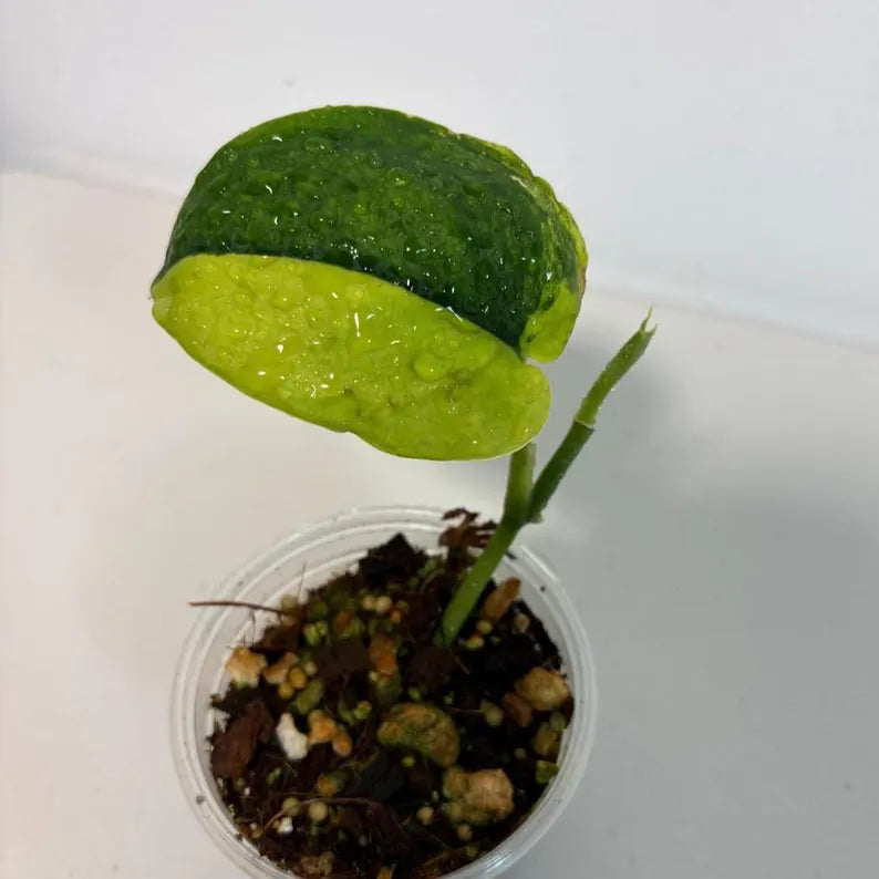 Variegated Scindapsus Pictus 'Jade Satin' Plant - Collector's Aroid - Modern Home Decor - Half-Moon Leaf - EXACT Same Plant - US Seller