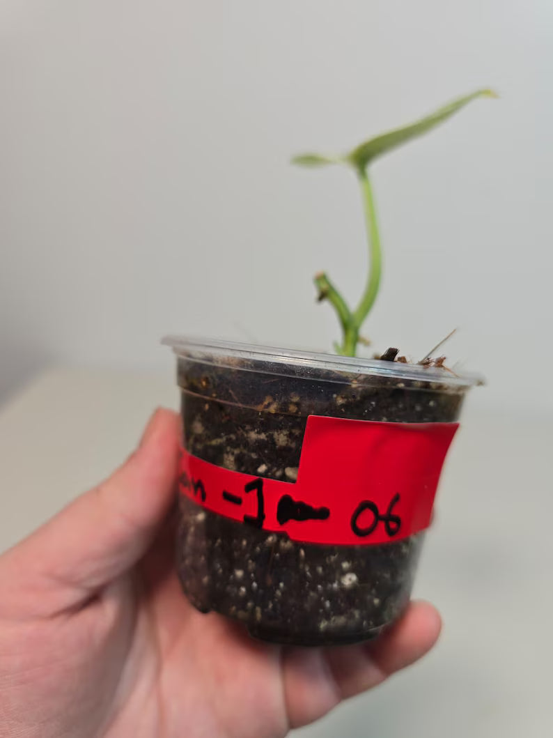 Variegated Scindapsus Pictus 'Jade Satin' Plant in a Nursery Pot - Rare Collector Plant - SAME Plant - US Seller