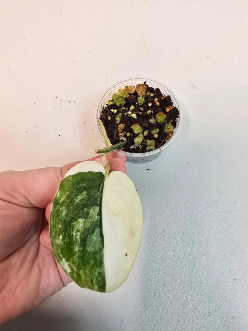 Variegated Scindapsus Pictus 'Jade Satin' Plant in a Nursery Pot - Rare Collector Plant - SAME Plant - US Seller