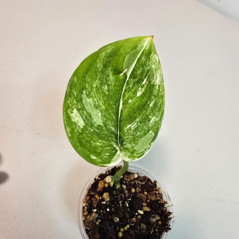 Variegated Scindapsus