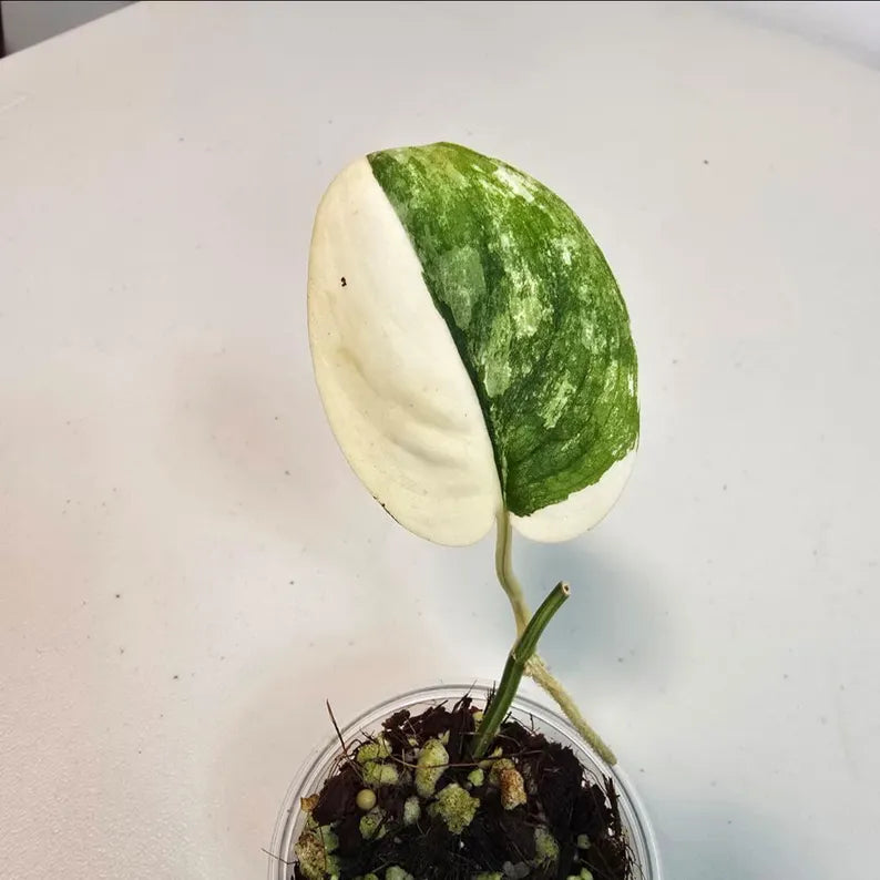 Variegated Scindapsus Pictus 'Jade Satin' Plant in a Nursery Pot - Rare Collector Plant - SAME Plant - US Seller