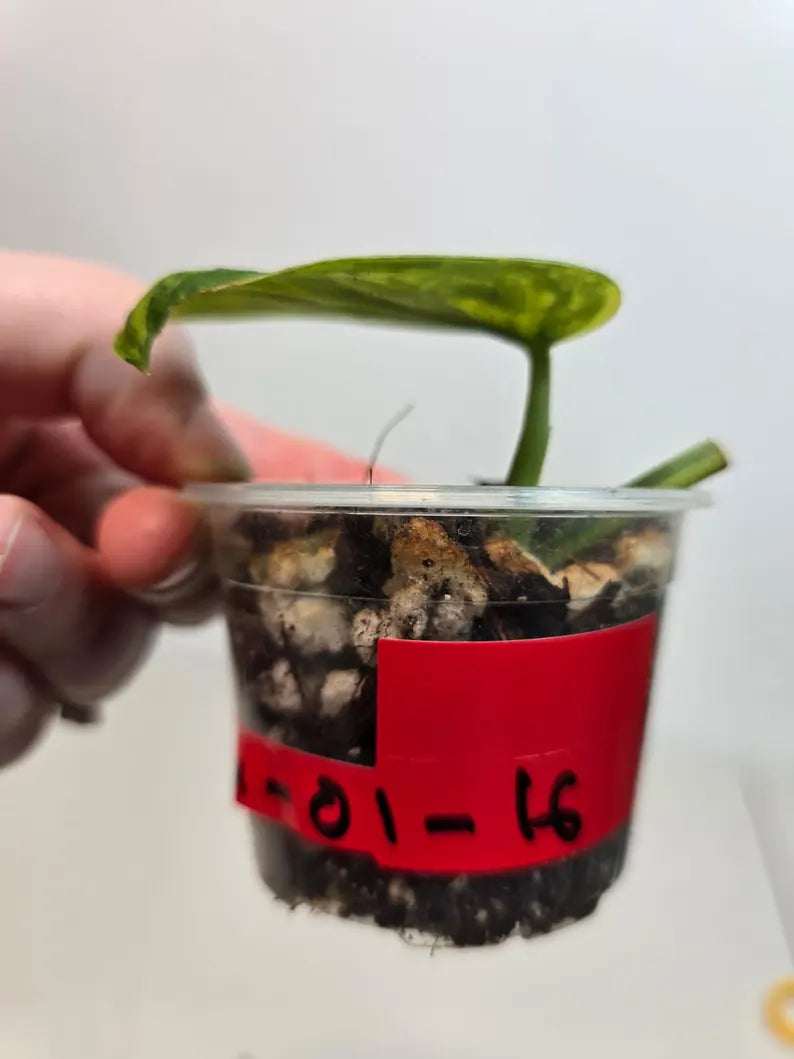 Variegated Scindapsus Pictus 'Jade Satin' Plant - Rare Collector Plant - SAME Plant - US Seller