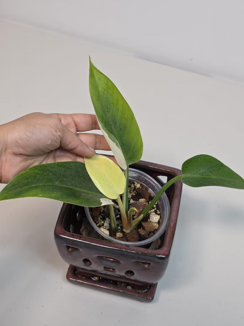 rare collector plant