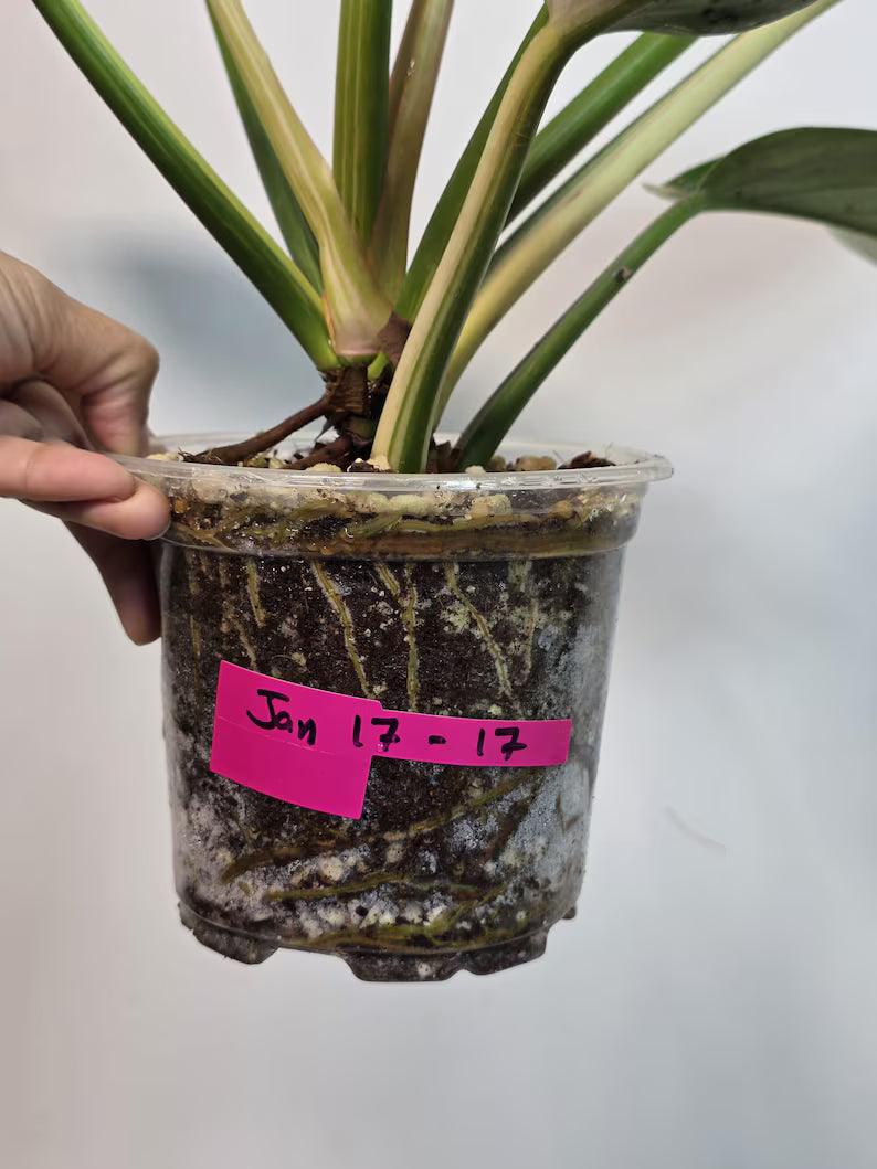 Super Rare Variegated Philodendron Green Congo | Collector's Aroid | Stunning White & Mint Variegation | Indoor Rare Tropical Plant