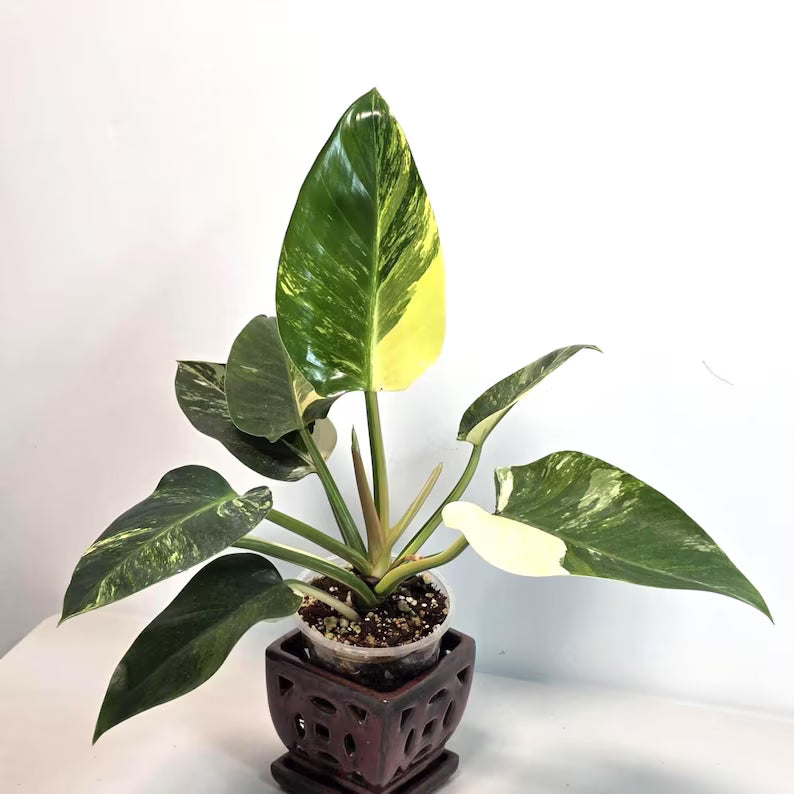 Super Rare Variegated Philodendron Green Congo