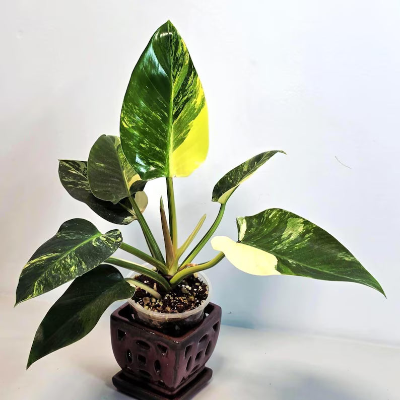 Variegated Plant