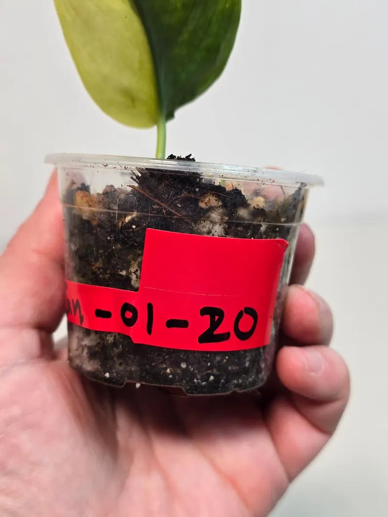 Variegated Scindapsus Pictus 'Jade Satin' - Rare Collector Plant - SAME Plant - US Seller