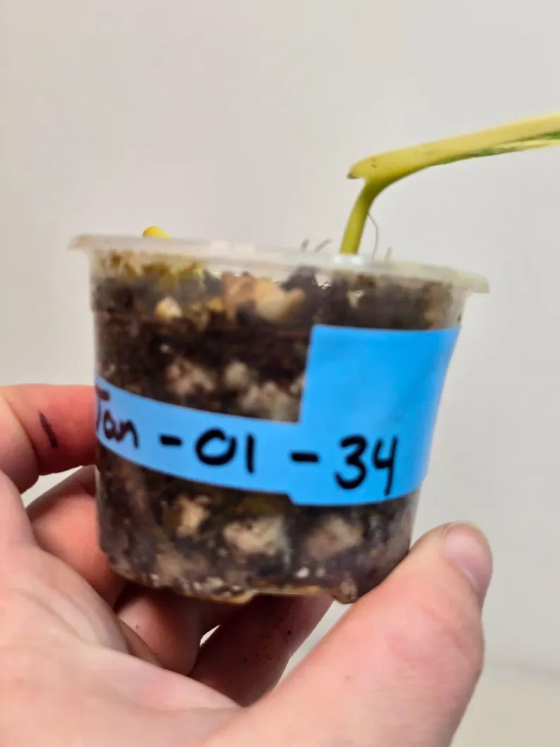 Variegated Scindapsus Pictus 'Jade Satin' Plant in a Nursery Pot - Rare Collector Plant - SAME Plant - US Seller