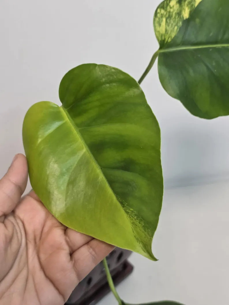 Monstera Aurea Variegated Borsigiana in a Nursery Pot