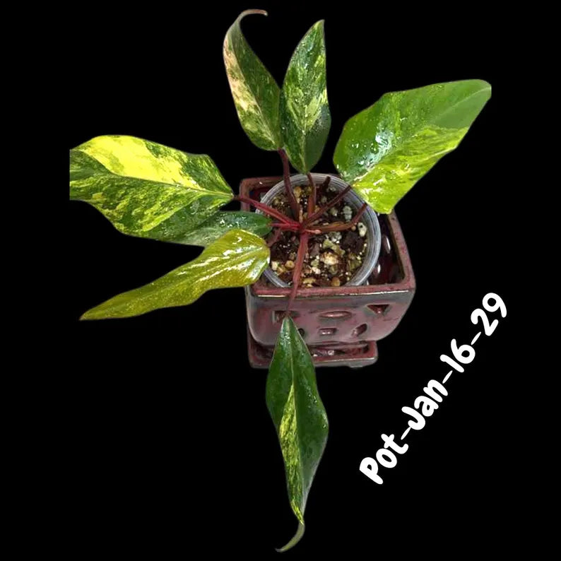 Strawberry Shake plant
rare houseplant