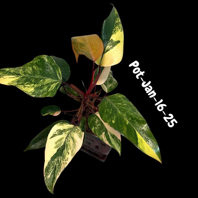 rare houseplant
Live Indoor Plants