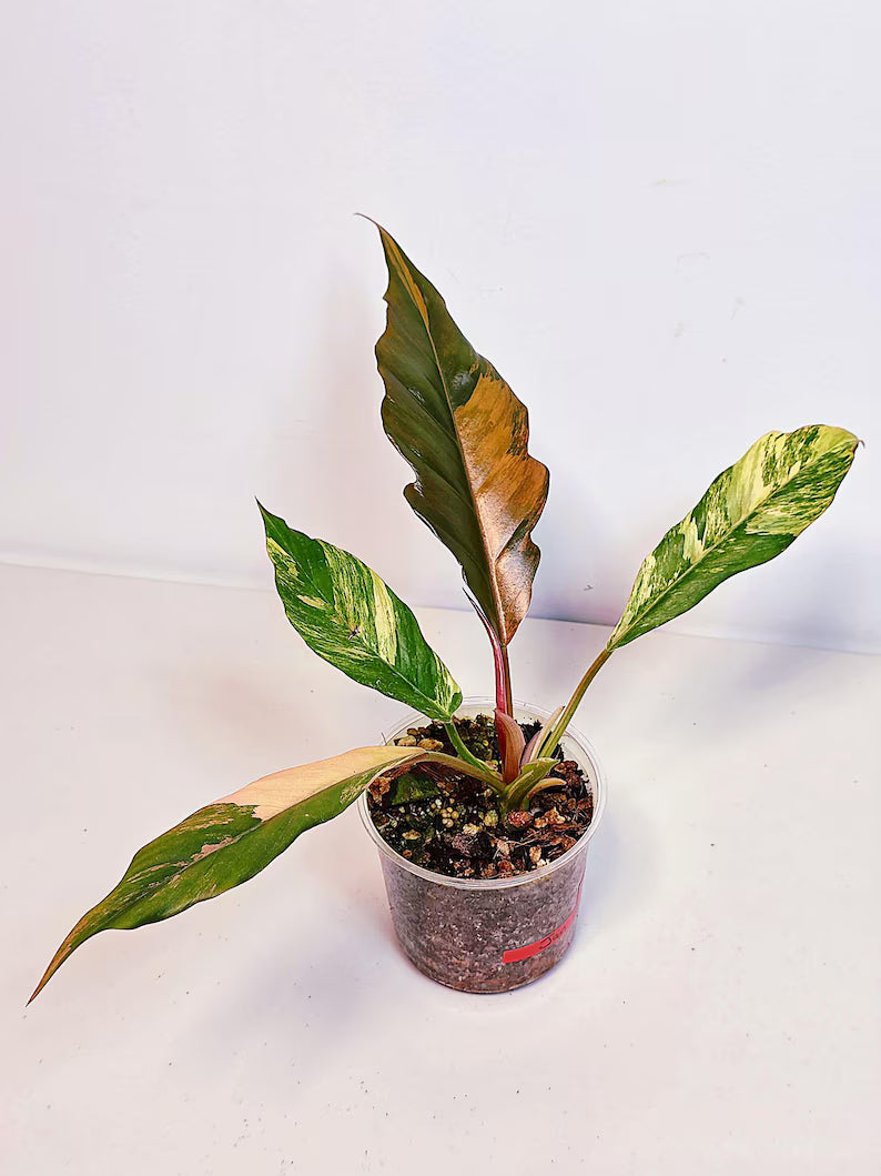 Super Rare Variegated Philodendron