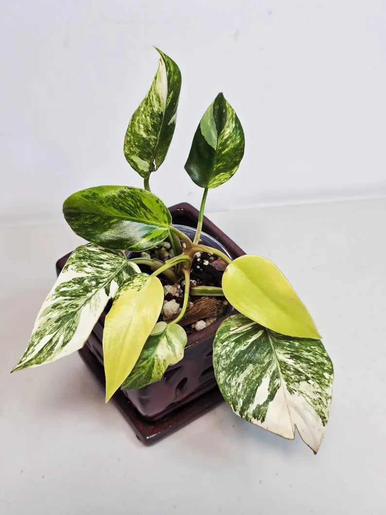Philodendron White Princess Tricolor - Super Rare Variegated Aroid - Indoor Climbing Houseplant Collector Plant - Same Plant - US Seller
