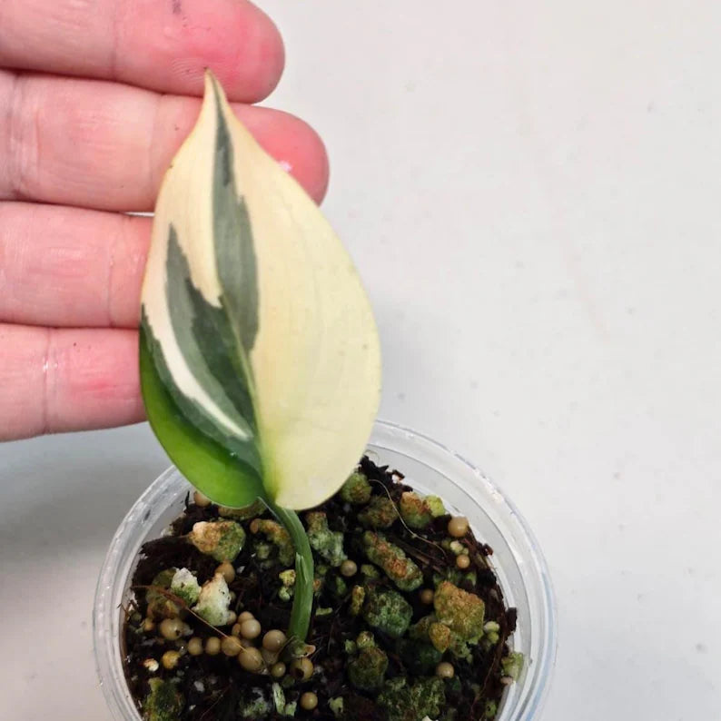 Variegated Scindapsus