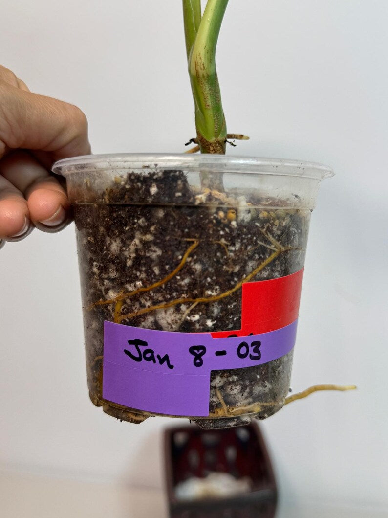 Syngonium Chiapense Albo Variegated - Stunning Aroid - SAME Plant - US Seller