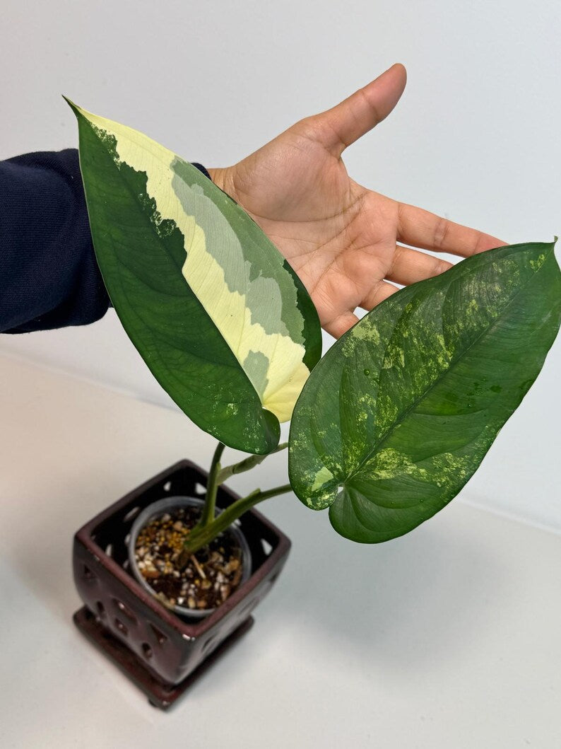 Syngonium Chiapense Albo Variegated - Stunning Aroid - SAME Plant - US Seller