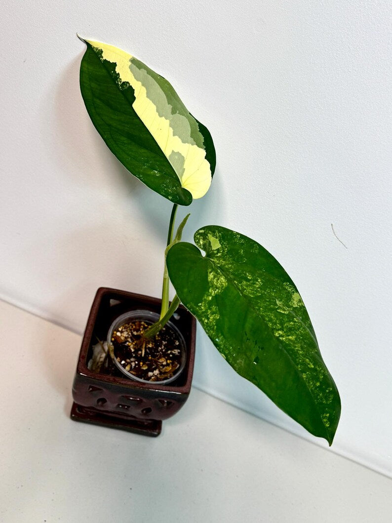 Syngonium Chiapense Albo Variegated - Stunning Aroid - SAME Plant - US Seller