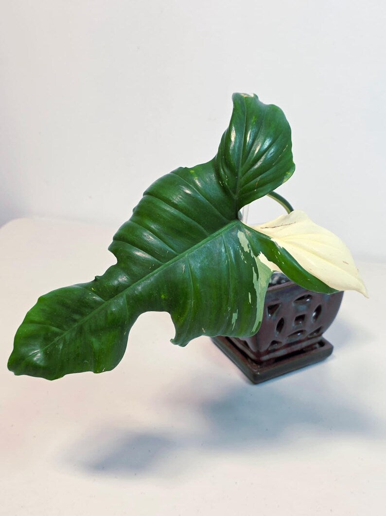 Philodendron Golden Dragon Variegated Established Plant in a Nursery Pot- Collector Rare Indoor Plants - Live Plant - SAME plant - US Seller