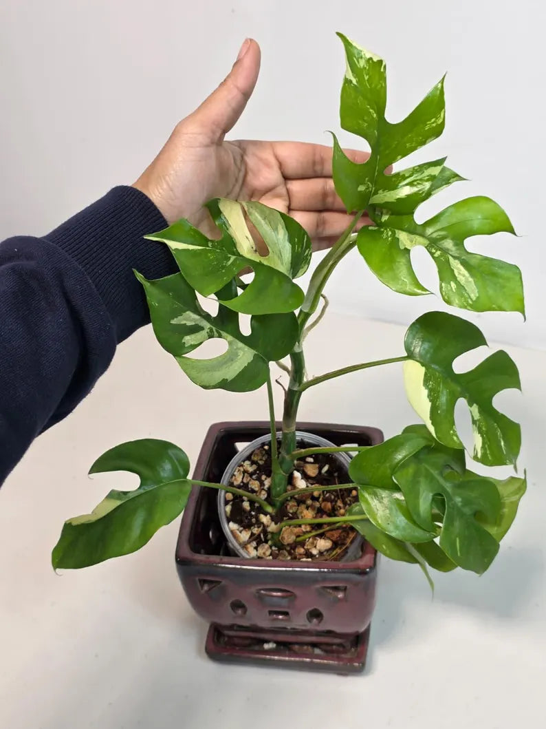 Rare Variegated Rhaphidophora Tetrasperma Albo - Mini Tetrasperma Exact Collector Plant - US Seller