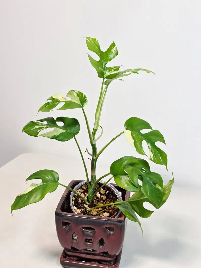 Rare Variegated Rhaphidophora Tetrasperma Albo - Mini Tetrasperma Exact Collector Plant - US Seller