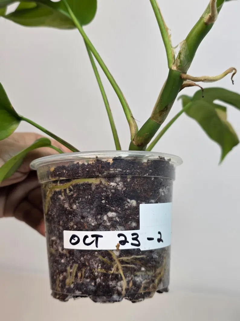 Rare Variegated Rhaphidophora Tetrasperma Albo - Mini Tetrasperma Exact Collector Plant - US Seller