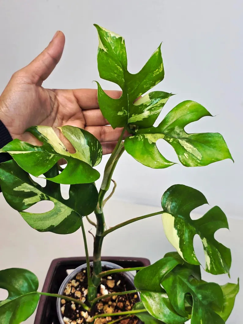 Rare Variegated Rhaphidophora Tetrasperma Albo - Mini Tetrasperma Exact Collector Plant - US Seller