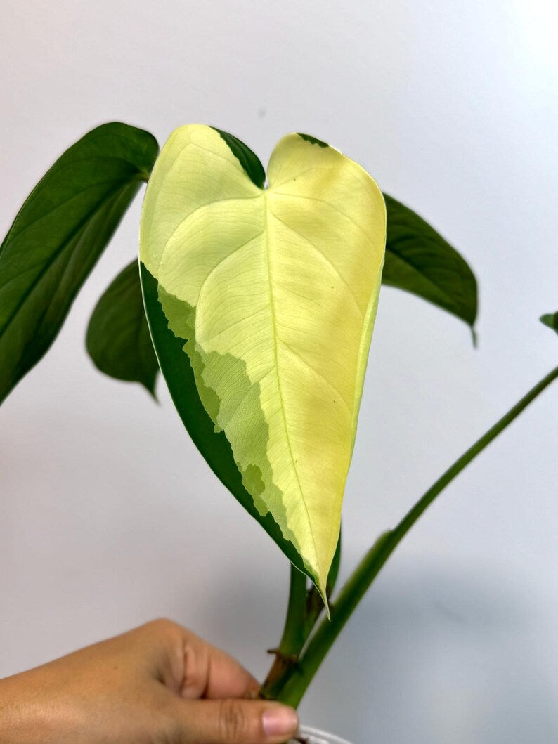 Syngonium Chiapense Albo Variegated - Stunning Aroid - SAME Plant - US Seller