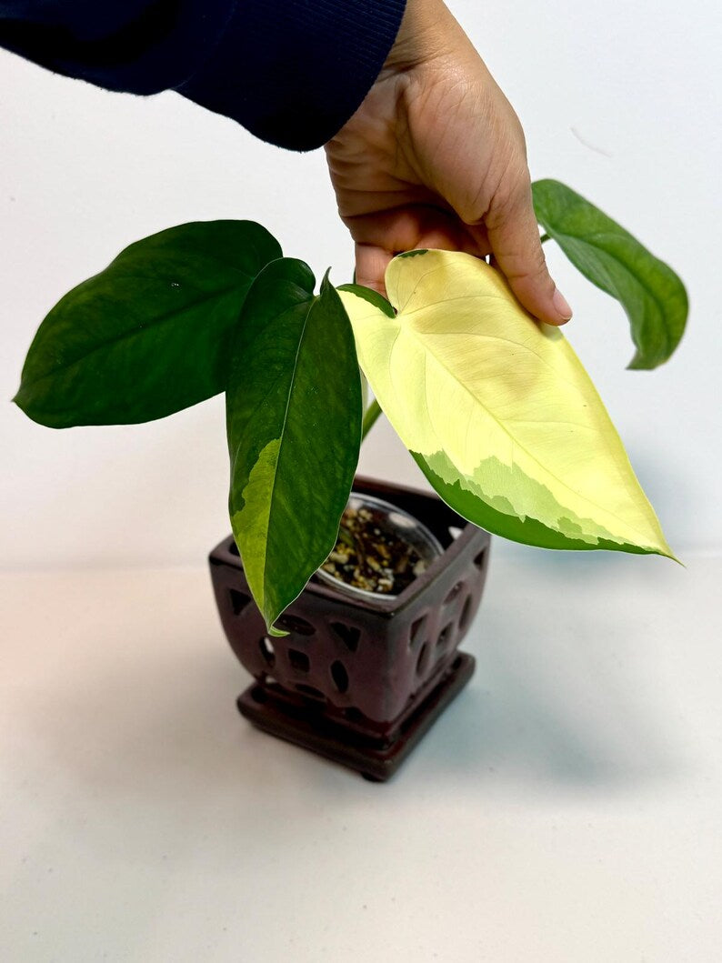 Syngonium Chiapense Albo Variegated - Stunning Aroid - SAME Plant - US Seller