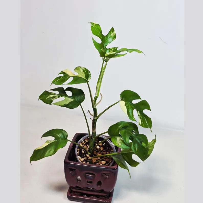 Rare Variegated Rhaphidophora Tetrasperma Albo - Mini Tetrasperma Exact Collector Plant - US Seller
