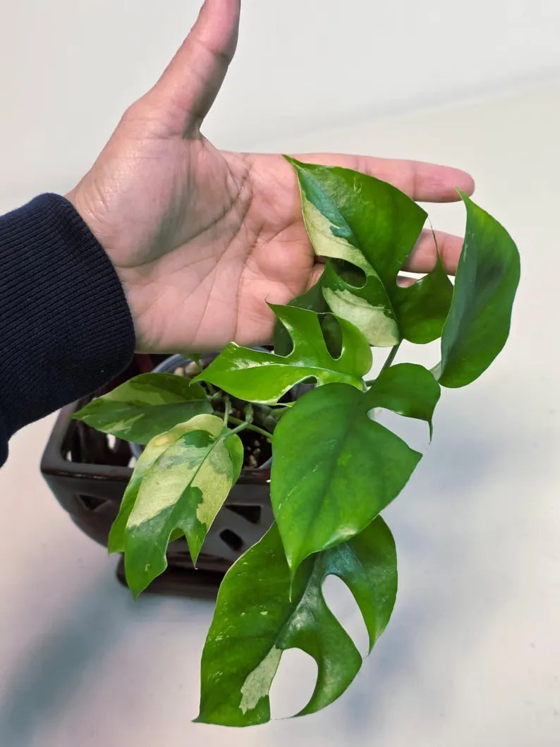 Rare Variegated Rhaphidophora Tetrasperma Albo - Mini Tetrasperma Exact Collector Plant - US Seller