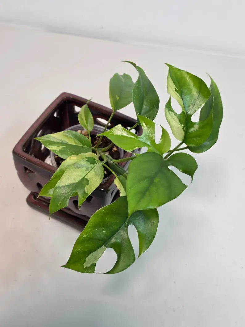 Rare Variegated Rhaphidophora Tetrasperma Albo - Mini Tetrasperma Exact Collector Plant - US Seller