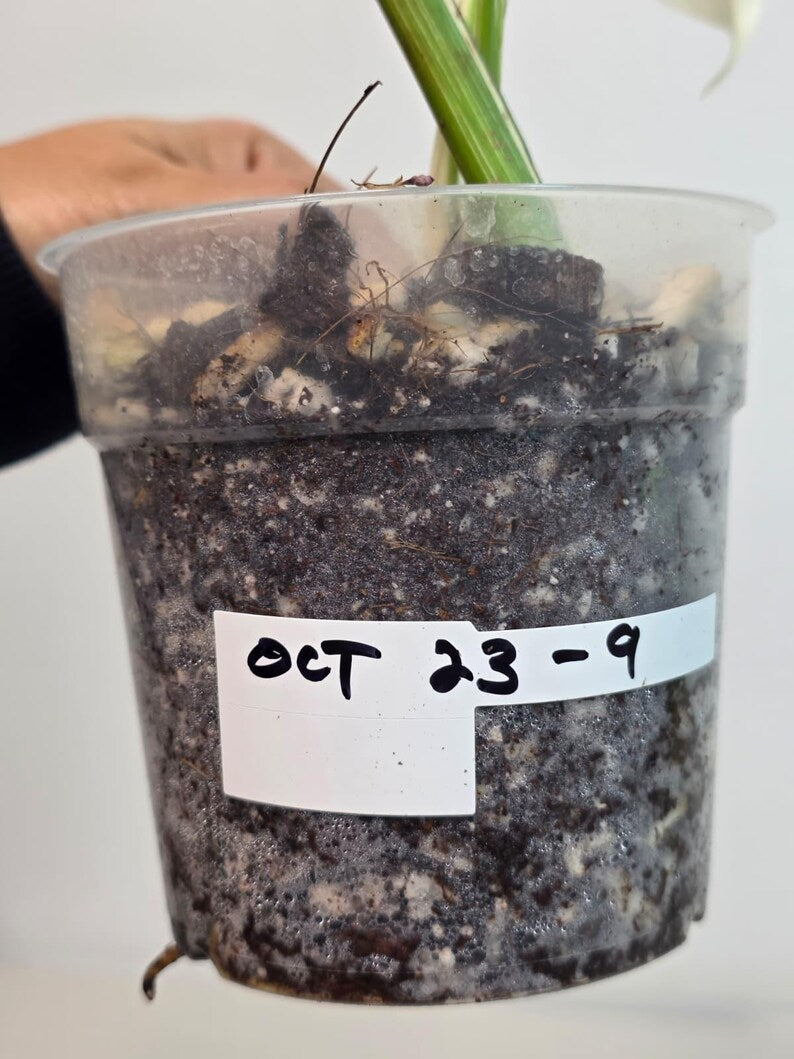 Variegated Monstera Albo Plant - Rare Indoor White Monstera Albo Borsigiana Plant - Half-Moon Baby Leaf Plant - Rare Houseplant -EXACT Plant