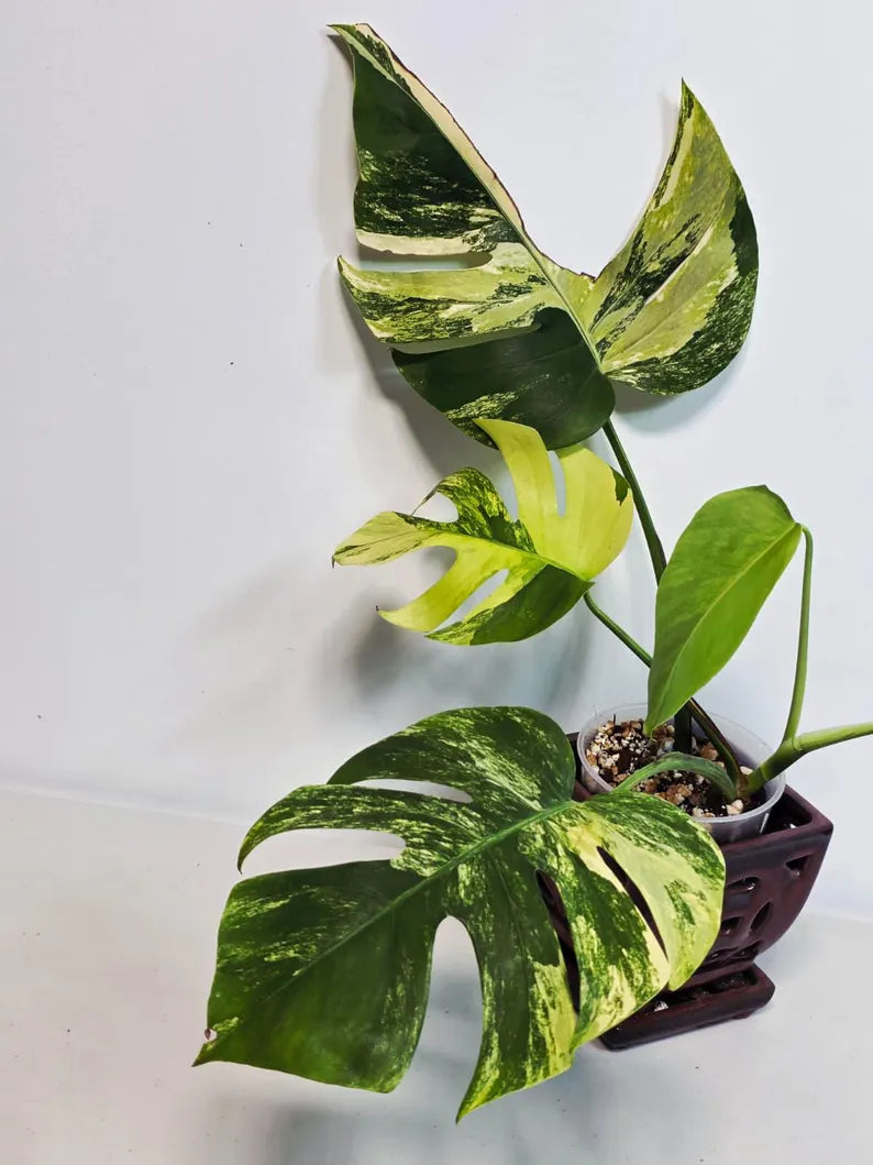 Monstera Aurea Variegated Borsigiana in a Nursery Pot - Rare Monstera Marmota - SAME Plant - US Seller