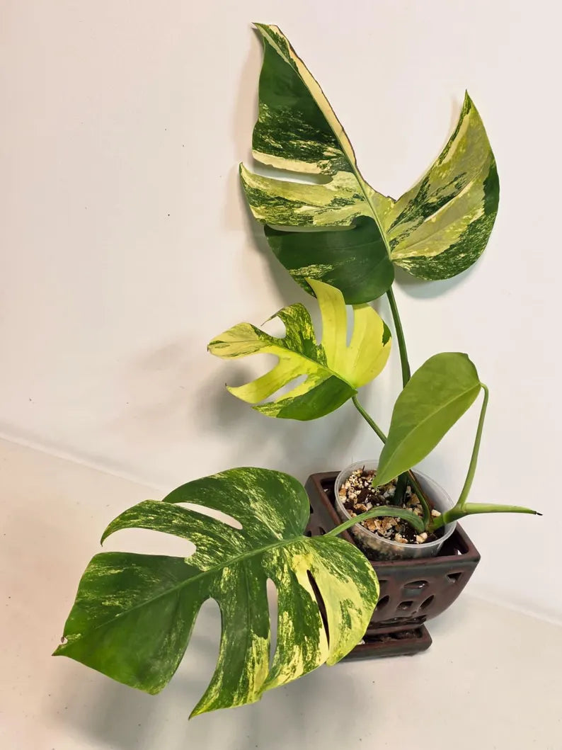 Monstera Aurea Variegated Borsigiana in a Nursery Pot - Rare Monstera Marmota - SAME Plant - US Seller