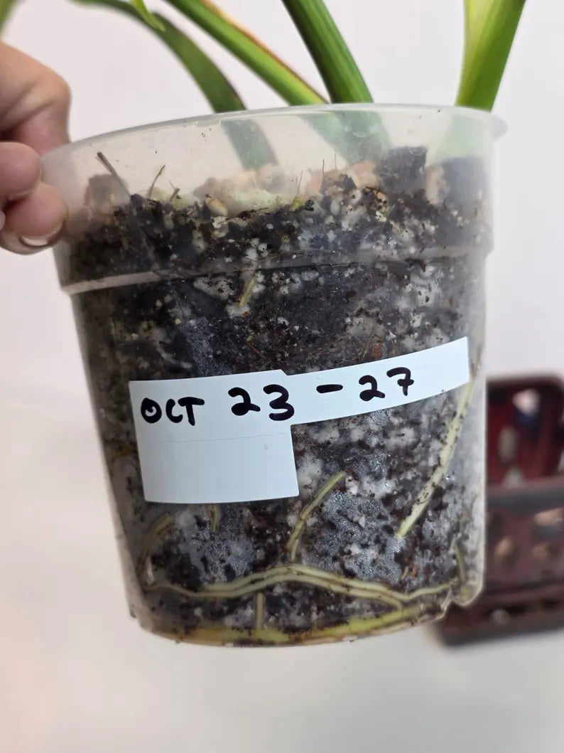 Monstera Aurea Variegated Borsigiana in a Nursery Pot - Rare Monstera Marmota - SAME Plant - US Seller