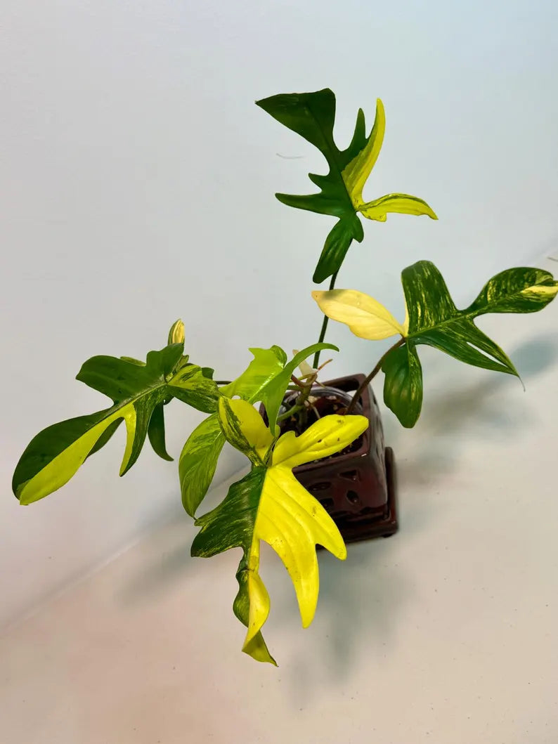 Variegated Philodendron Florida Beauty Exact Plant - Extremely Rare Collector Plant - US Seller