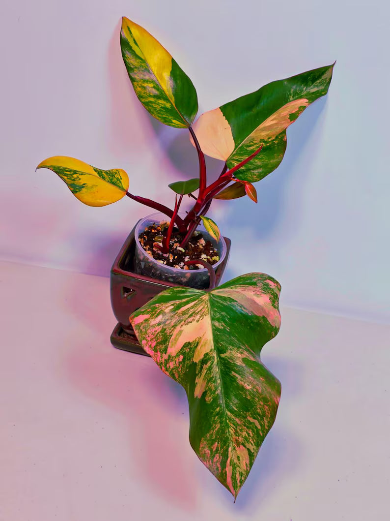 Variegated Philodendron Strawberry Shake Live Plant - Rare Collector Plant - Philodendron Pink Plant - US Seller