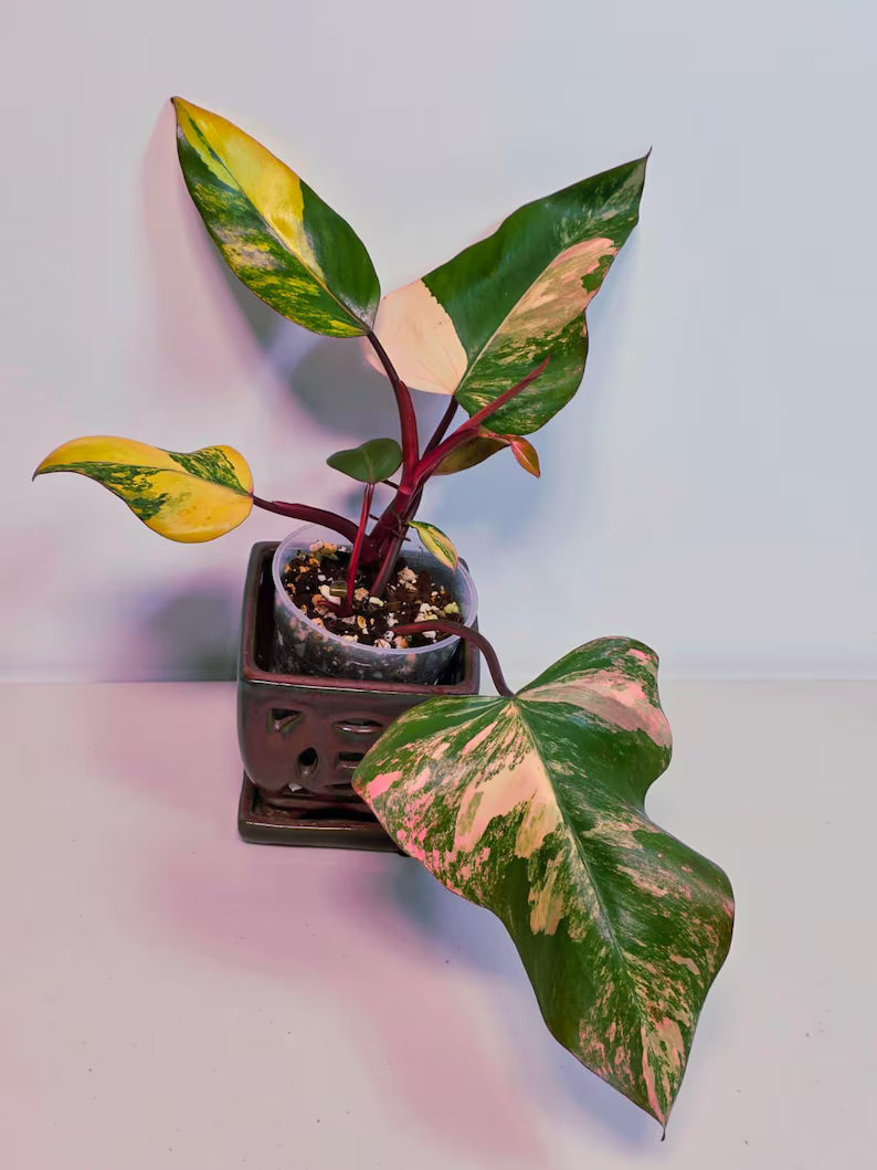 Variegated Philodendron Strawberry Shake Live Plant - Rare Collector Plant - Philodendron Pink Plant - US Seller