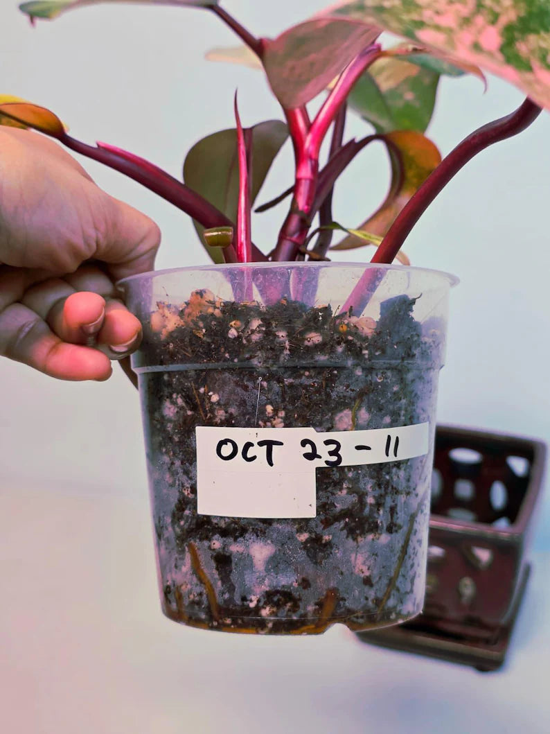 Variegated Philodendron Strawberry Shake Live Plant - Rare Collector Plant - Philodendron Pink Plant - US Seller