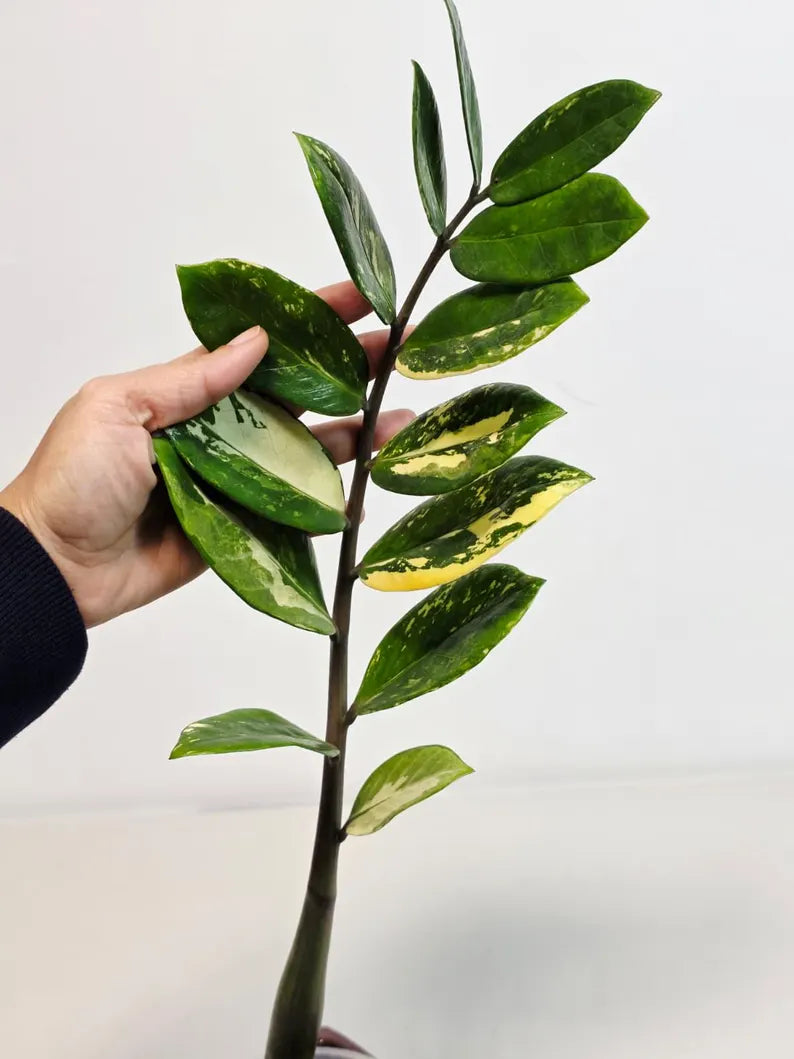 Rare Variegated Zamioculcas Zamiifolia Gold EXACT Plant - Variegated ZZ Gold - Super Rare Indoor Gift Collector Plant - US Seller Same Plant