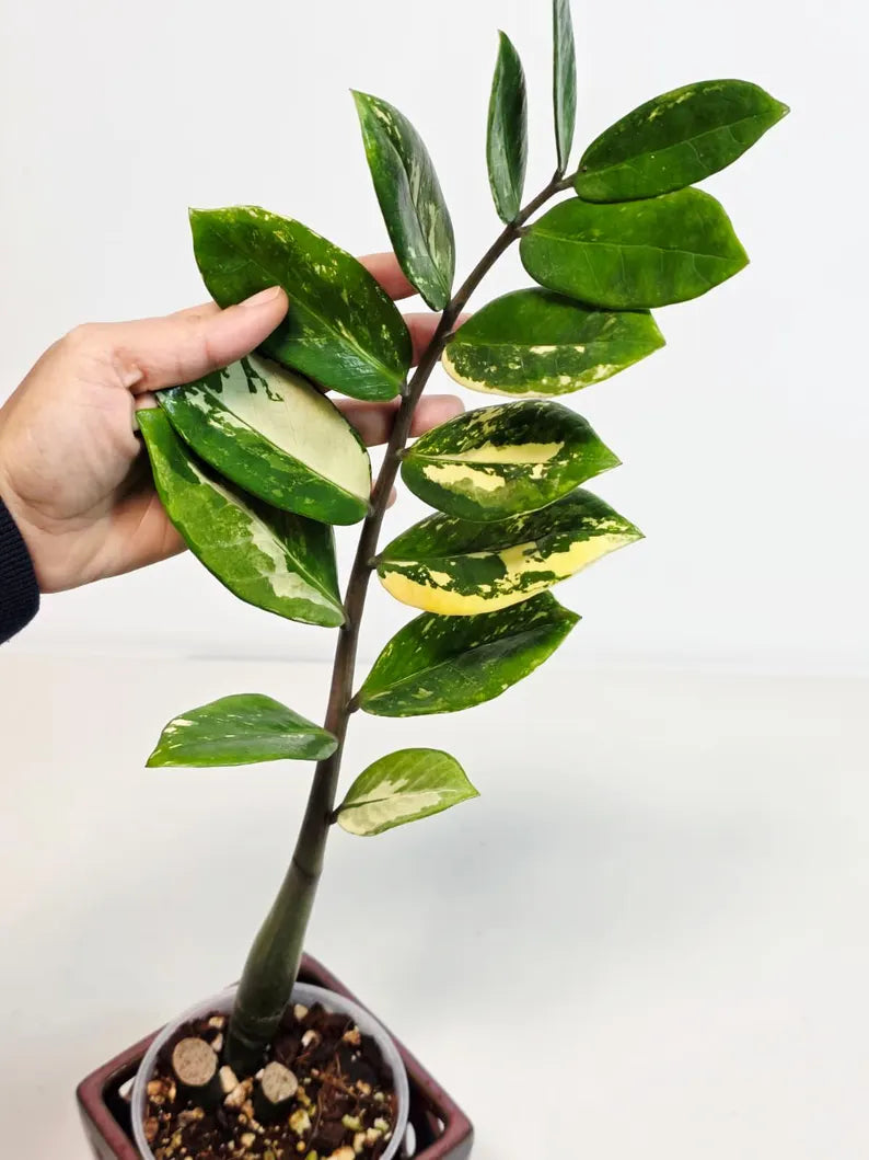 Rare Variegated Zamioculcas Zamiifolia Gold EXACT Plant - Variegated ZZ Gold - Super Rare Indoor Gift Collector Plant - US Seller Same Plant