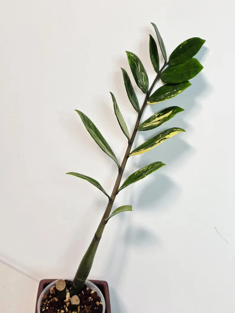 Rare Variegated Zamioculcas Zamiifolia Gold EXACT Plant - Variegated ZZ Gold - Super Rare Indoor Gift Collector Plant - US Seller Same Plant