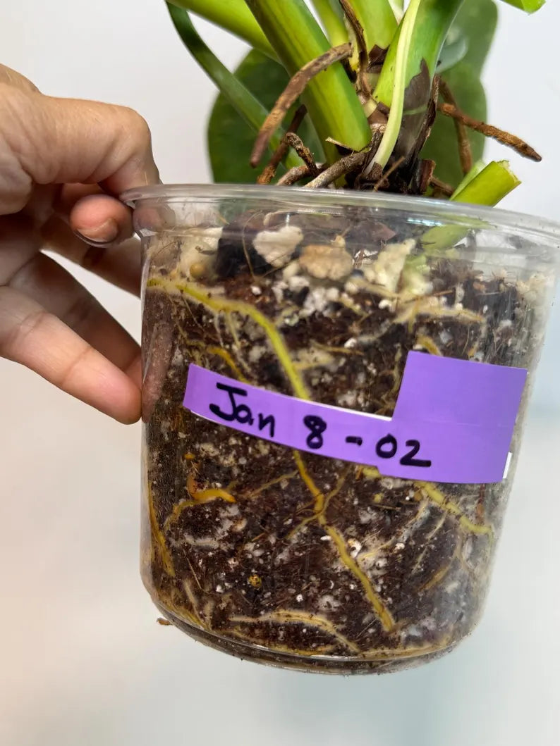 Variegated Burle Marx Philodendron Plant - Live Tropical Houseplant - SAME Plant - US Seller